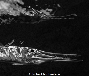 Needlefish just below the surface gave a nice rippled ref... by Robert Michaelson 